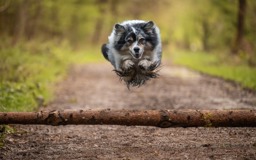 dog-photography-session-DECqkO