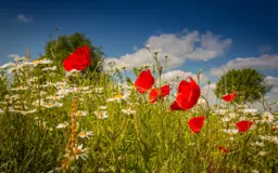 wiesenfuhlung-XyEg-2