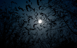 Fledermausnacht
