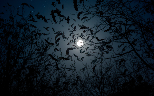 Fledermausnacht