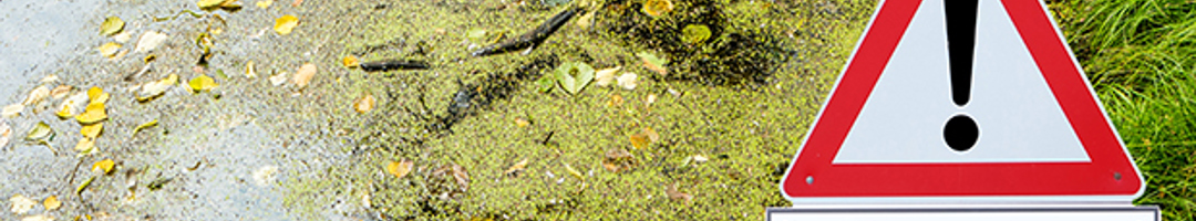 Blaualgen